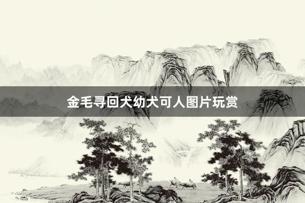 金毛寻回犬幼犬可人图片玩赏